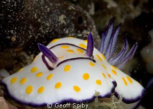 full frontal nudibranch by Geoff Spiby 